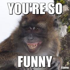 Funny Monkey Meme by jarn