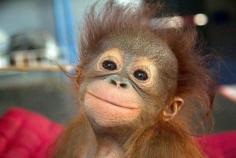 Cute Funny Looking Monkey