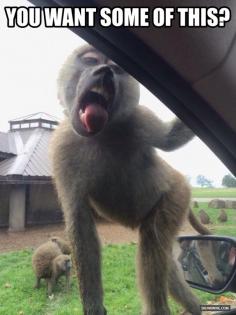 Monkey Licking Car Glass