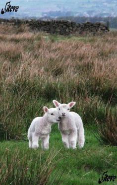 9165 Denholme lambs | Flickr - Photo Sharing!