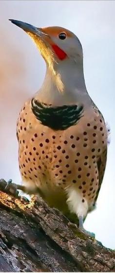 Northern Flicker bird