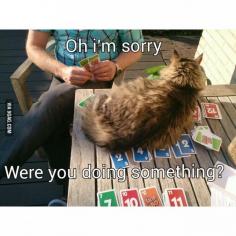Oh, I'm sorry cat...