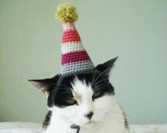 Crocheted party hat for pets.  The look on that cat's face says it all.