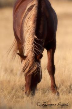 Chestnut horse