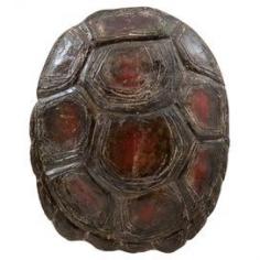 Whether displayed in your living room or library, this faux turtle shell wall decor brims with museum-worthy appeal.    Product: Wall decorConstruction Material: ResinColor: Brown, black, and redFeatures:  Detailed reproductionEco-friendlyDimensions: 18" H x 12" W