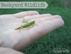 5 Tips to get your kids excited about Zoology with Backyard Wildlife | The Happy Housewife