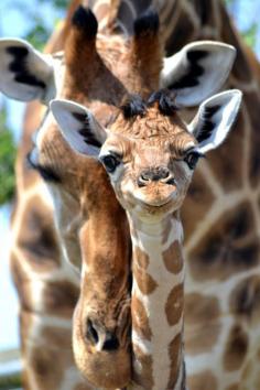 Baby Giraffe