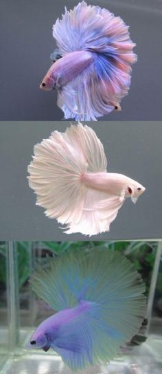 Beautiful betta fish #aquarium #fishtanks #pets