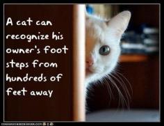 100 Fun Cat Facts