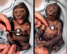 Baby gorilla after feeling the coldness of the stethoscope.