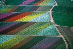 Flower Fields in Carlsbad, California by Alex Maclean