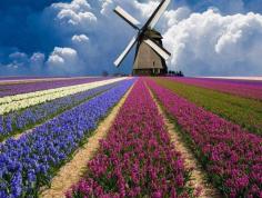 Dutch tulip fields