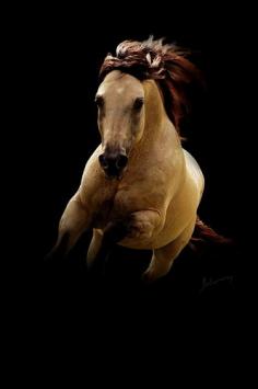 Buckskin