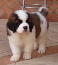 St Bernard