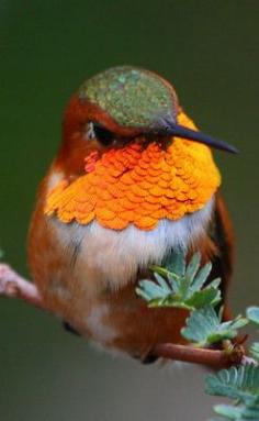 Male Rufous...♔PM