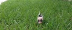 This Vine Of A Tiny Piglet Prancing Through Grass Will Be The Best 6 Seconds Of Your Day