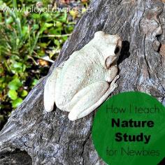 Tips, encouragement and supply list for anyone looking to get started with nature studies. A great way to explore God's creation with your whole family.