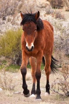 Wild Horse