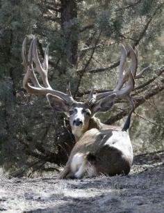 Beautiful Buck!