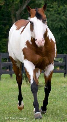 American Paint Horse