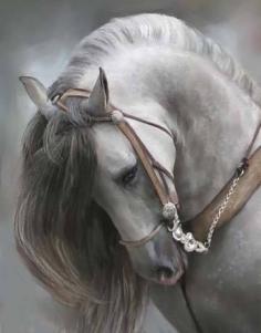 Andalusian horse