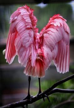 Roseate Spoonbill - ©Jim Hamann (quigley_brown)  www.flickr.com/...