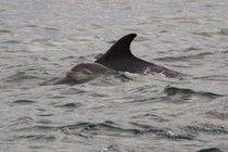 Wild Dolphin Plays 'Mom' To An Orphaned Calf Of A Different Species