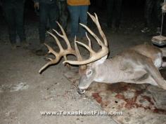 Another OMG size deer, Yep would be a dream come true to get a buck this size .... one can dream :) but... dreams do come true right?
