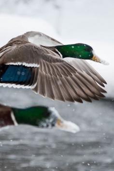 Snowy Mallard Ducks~