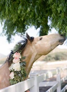 This beautiful horse looks all ready to attend a wedding, with the flowers in his/her mane. Lovely.