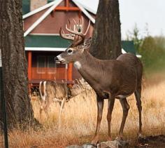 Backyard buck. #Whitetail #Deer #Buck