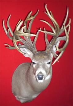 Forty-Point Monster Buck