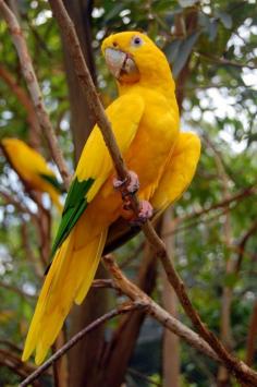 Golden Conure, Amazone, Brasil (photo by greenrobynbird)