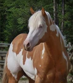 Equine American Paint Horse western quarter paint horse paint pinto horse Gypsy Vanner Indian pony solid tovero overo frame sabino