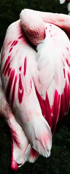 Amazing wildlife -  Pink Flamingo photo #flamingos