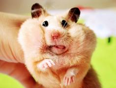 hamster.