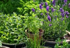 How to Grow Potted Herbs | Herb Gardening Guru