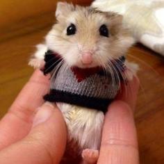 Because we could all use a little hamster in a sweater.