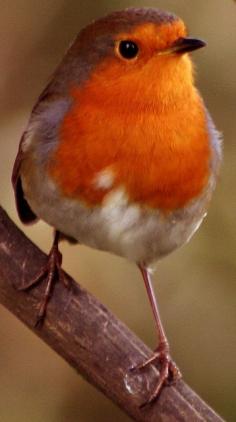Robin Redbreast: We see lots of these little birds in our garden especially during the Winter months ...........