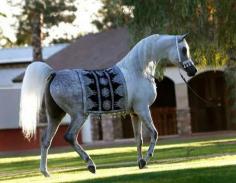 Arabian. So gorgeous