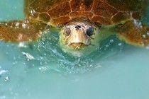 Quick-Thinking Tourists Save Sea Turtles From Certain Death