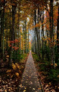 Acadia National Park, Maine