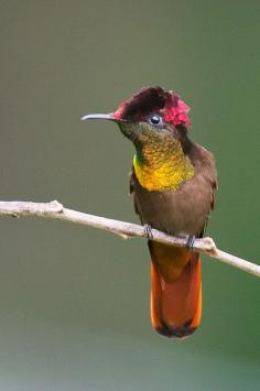 Ruby Topaz Hummingbird