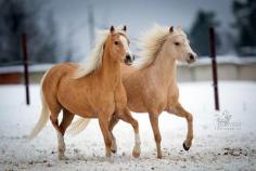 Palomino Horses