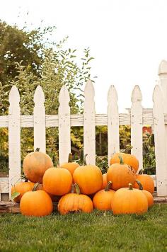 Pumpkins against a fence