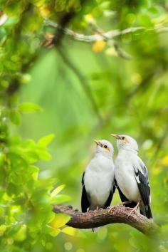 Born of a couple～天生一對 ～ by FuYi Chen**