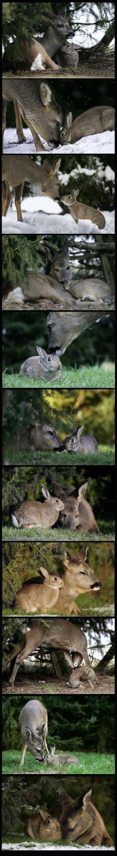 Awww.... Bambi and Thumper! ♥ Inter-species friendships.