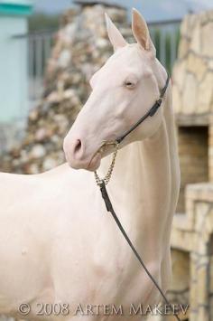 Cremello Akhal Teke