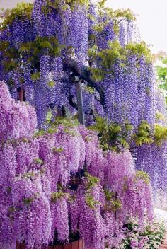 Fuji, the Violet Beauty in Japan