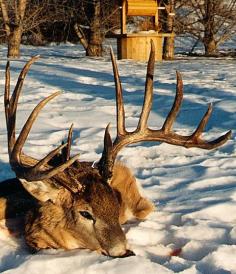 The Top 40 Typical and Nontypical Whitetails of All Time